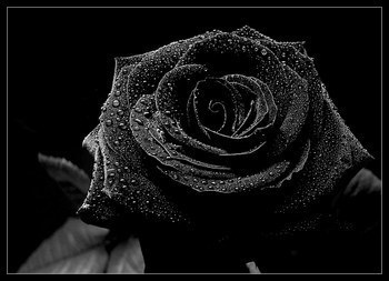 La rose Noir 